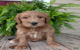 Goldendoodle dogs for sale: Cash - Image 41
