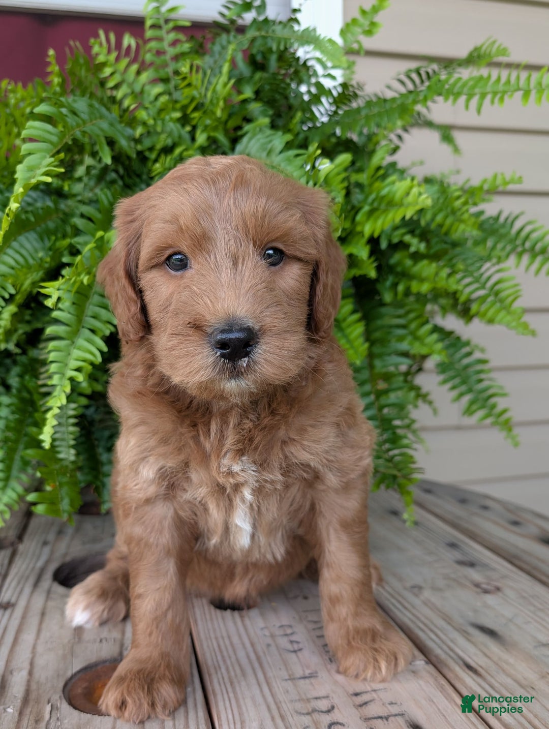 Goldendoodle dogs for sale: Cash - Image 41