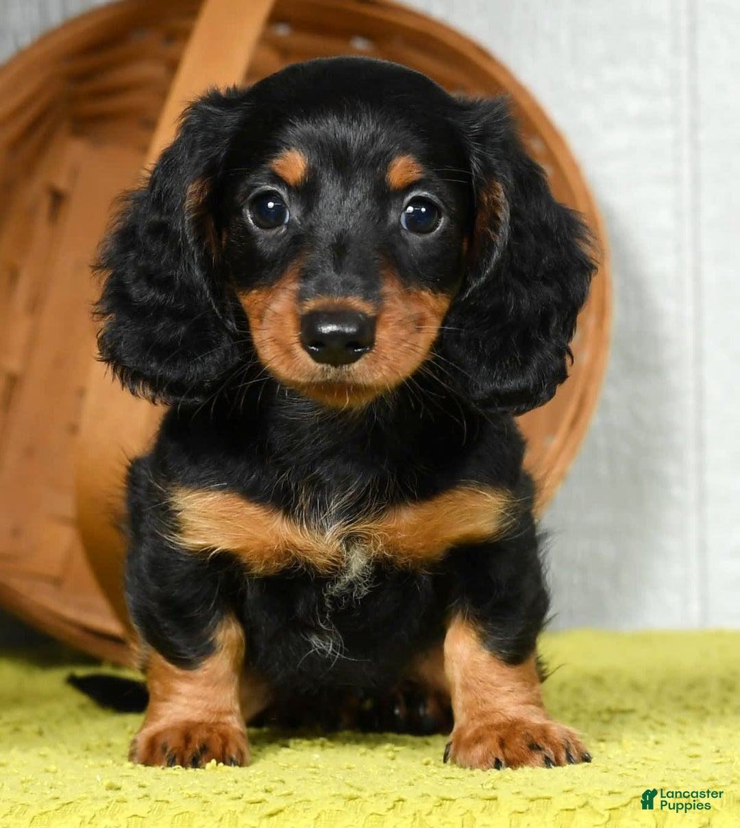 Miniature Dachshund dogs for sale: Sadie - Image 2