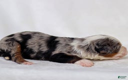 Mini Bernedoodle dogs for sale: Mace - Image 4