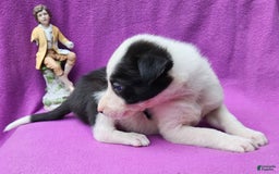Border Collie dogs for sale: Justi - Image 13