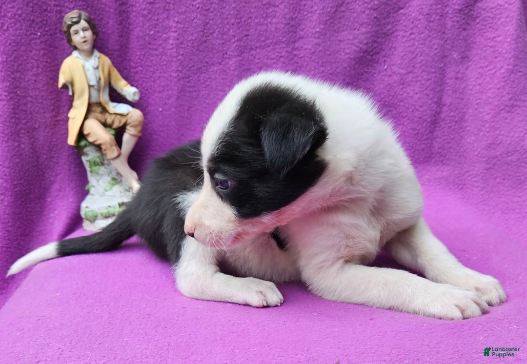 Border Collie dogs for sale: Justi - Image 13