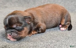 Shorkie dogs for sale: Peanut - Image 11