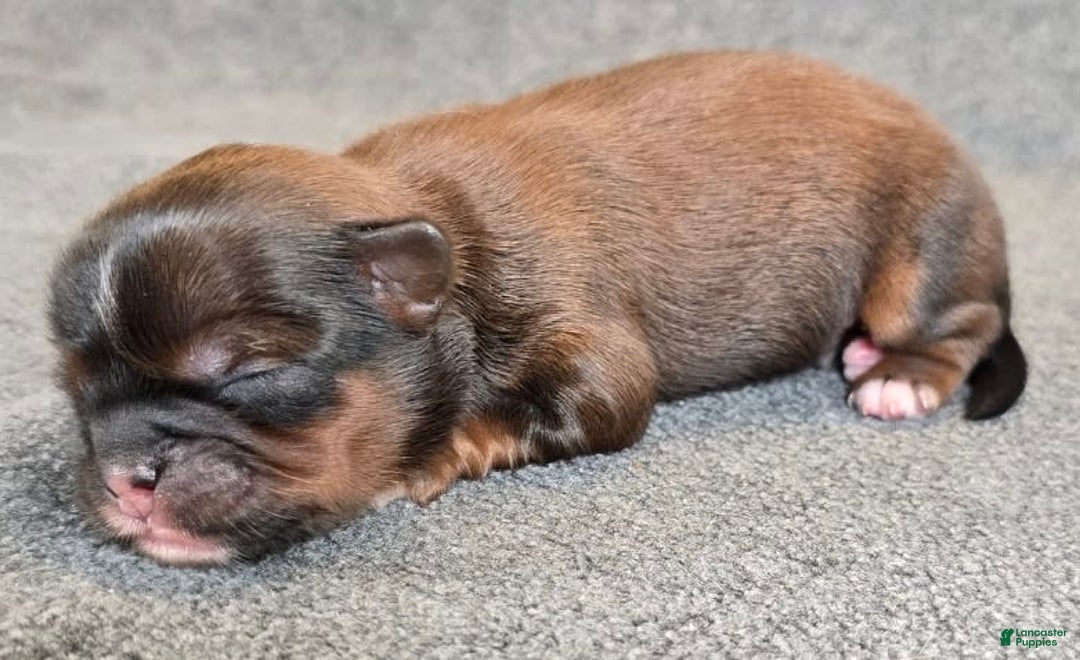 Shorkie dogs for sale: Peanut - Image 11