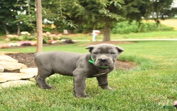 Cane Corso dogs for sale: Olivia - Image 1