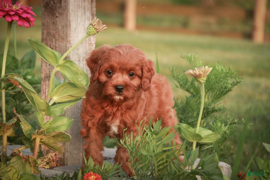 Cavalier King Charles Spaniel dogs for sale: Monty - Image 16