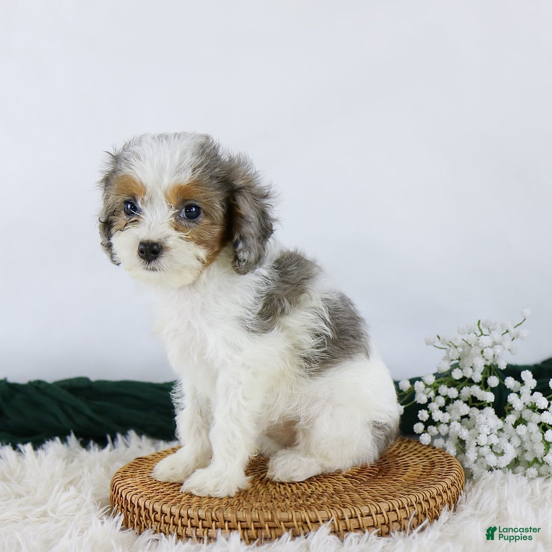 Cavapoo dogs for sale: Bonnie - Image 1