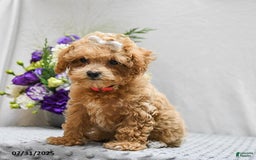 Bichpoo dogs for sale: Cheyenne - Image 2