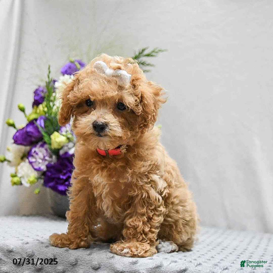 Bichpoo dogs for sale: Cheyenne - Image 2