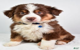 Australian Shepherd dogs for sale: Stormy - Image 6