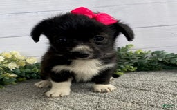 Shorkie dogs for sale: Star - Image 3
