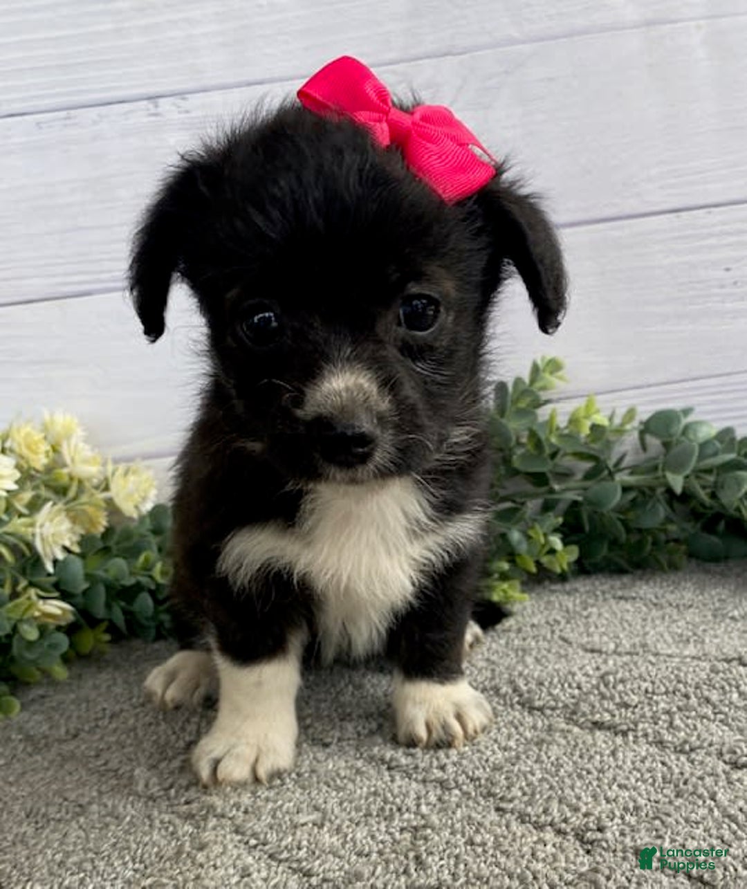 Shorkie dogs for sale: Star - Image 3