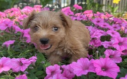 Schnoodle dogs for sale: Isaiah - Image 1