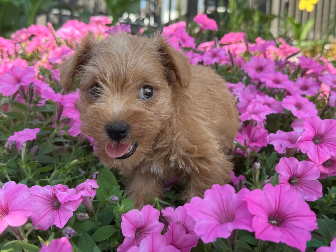 Schnoodle dogs for sale: Isaiah - Image 1