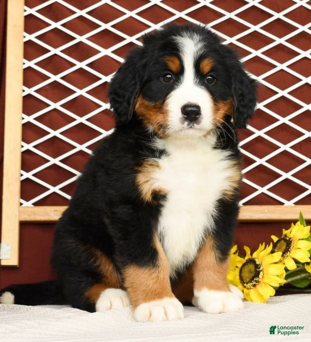 Bernese Mountain Dog dogs for sale: Ronald - Image 1