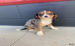 Beaglier dogs for sale: Max - Image 3