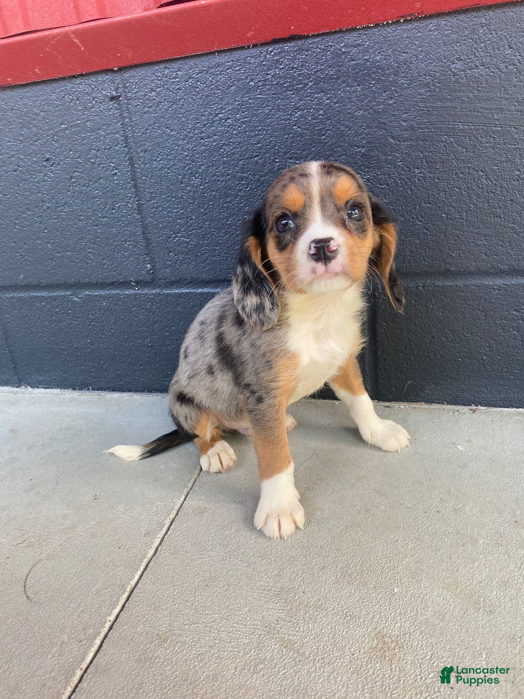 Beaglier dogs for sale: Max - Image 3