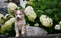 Gerberian Shepsky dogs for sale: Lawson - Image 6