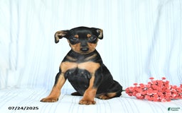 Miniature Pinscher dogs for sale: Bella - Image 1