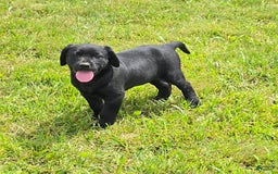 Labrador Retriever dogs for sale: Chester - Image 9