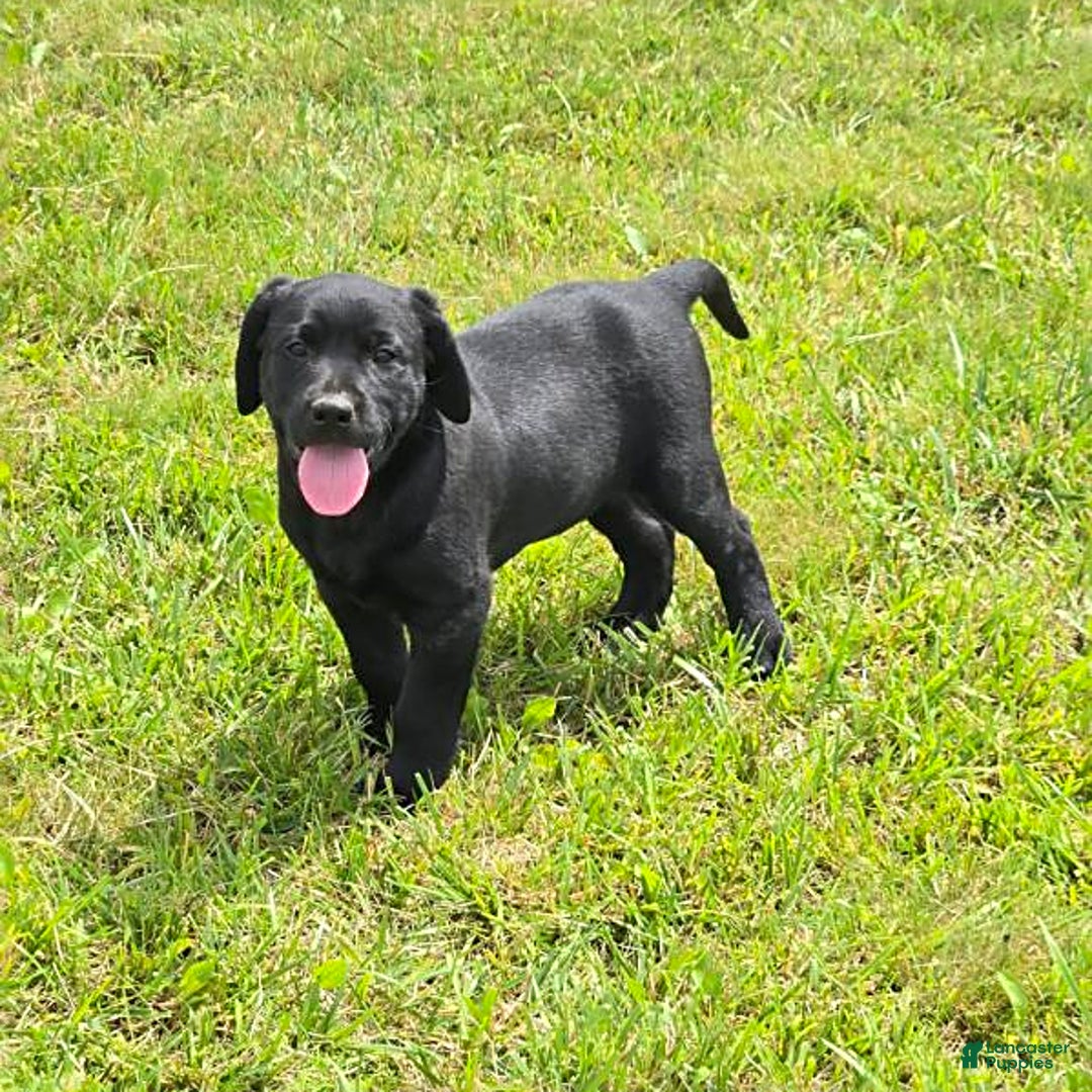 Labrador Retriever dogs for sale: Chester - Image 9