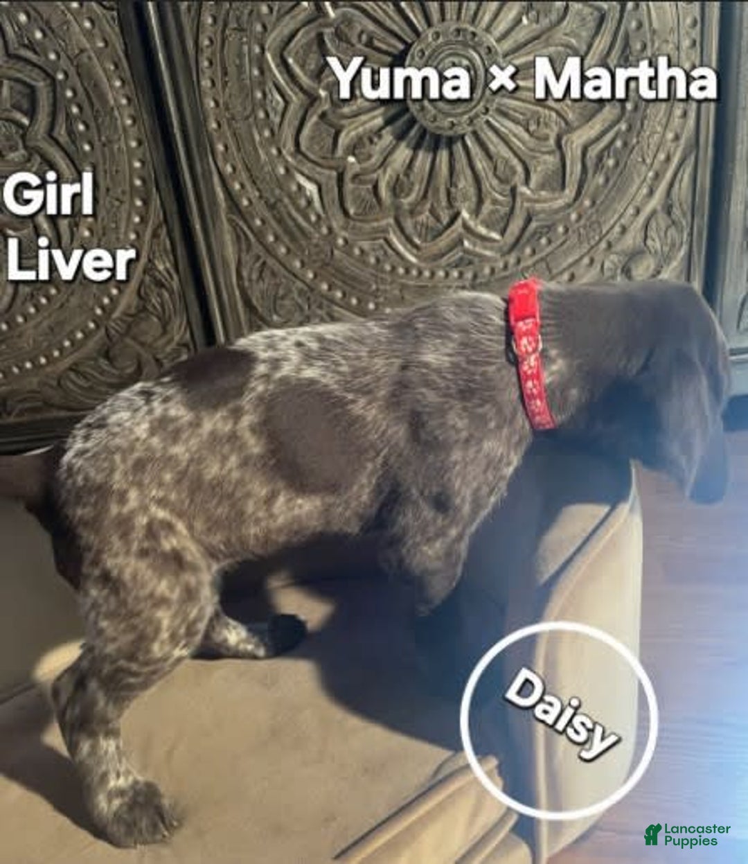 German Shorthaired Pointer dogs for sale: German Shorthaired Pointer 5 puppies - Image 9