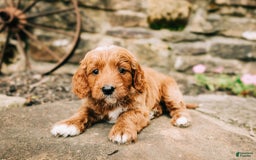 Cavapoo dogs for sale: Milo - Image 4