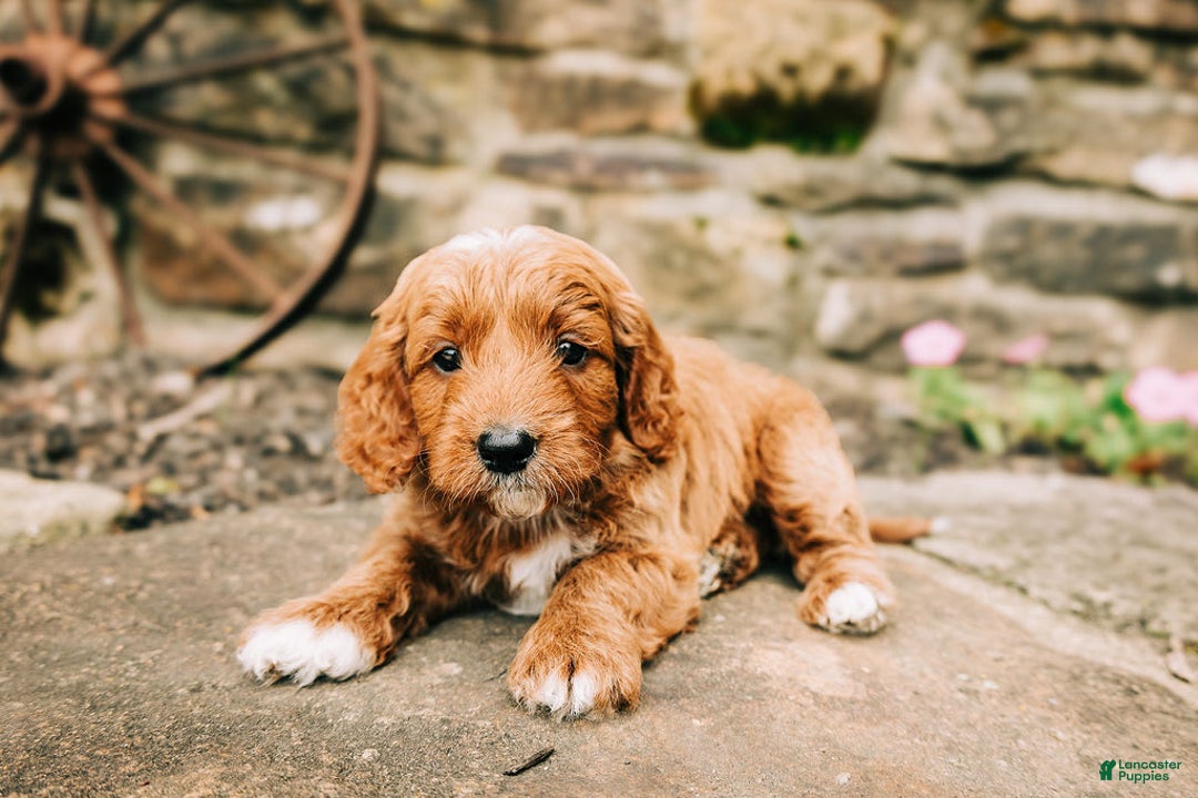 Cavapoo dogs for sale: Milo - Image 4