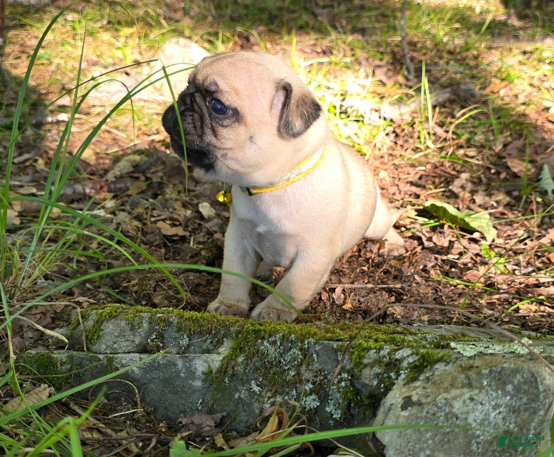 Pug dogs for sale: Davy - Image 28