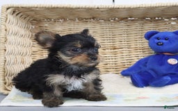 Yorkshire Terrier dogs for sale: Lexi - Extra Small - Image 3