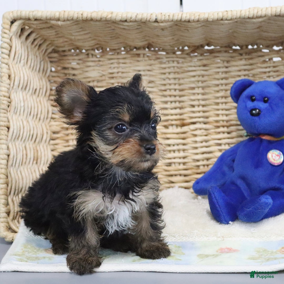 Yorkshire Terrier dogs for sale: Lexi - Extra Small - Image 3
