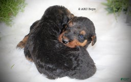 Airedale Terrier dogs for sale: Asher - Image 2
