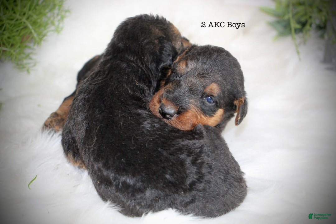 Airedale Terrier dogs for sale: Asher - Image 2