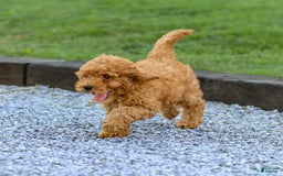 Miniature Poodle dogs for sale: Pierre - Image 4