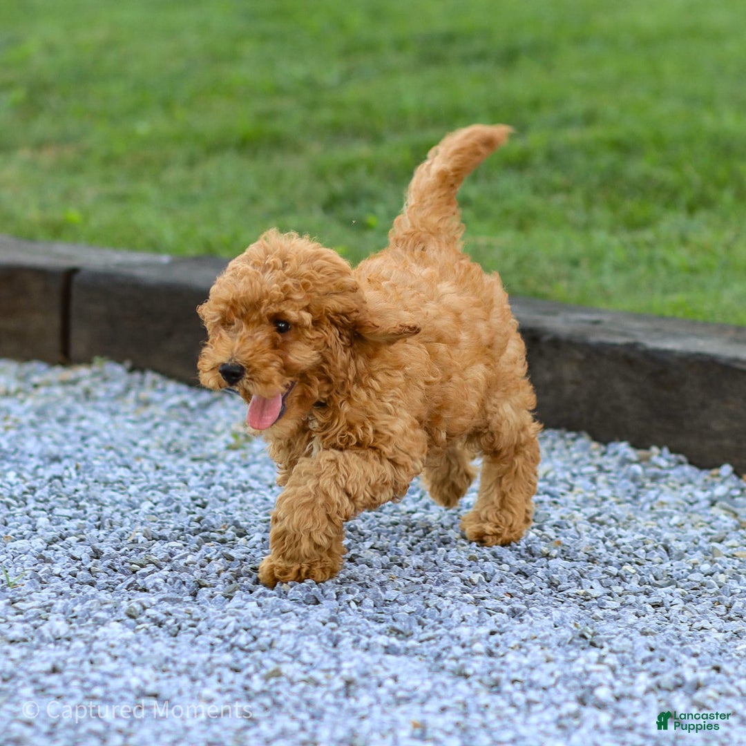 Miniature Poodle dogs for sale: Pierre - Image 4