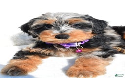 Mini Aussiedoodle dogs for sale: Elsie - Image 6