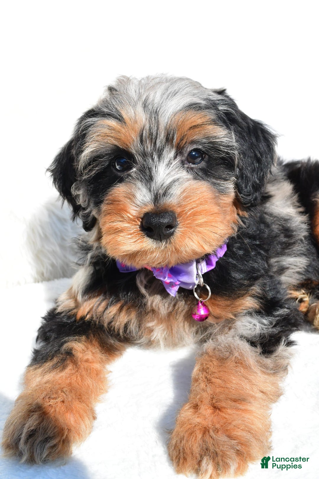 Mini Aussiedoodle dogs for sale: Elsie - Image 6