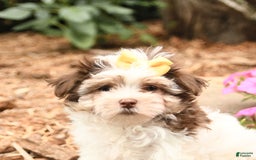 Maltese dogs for sale: Lucky - Image 2