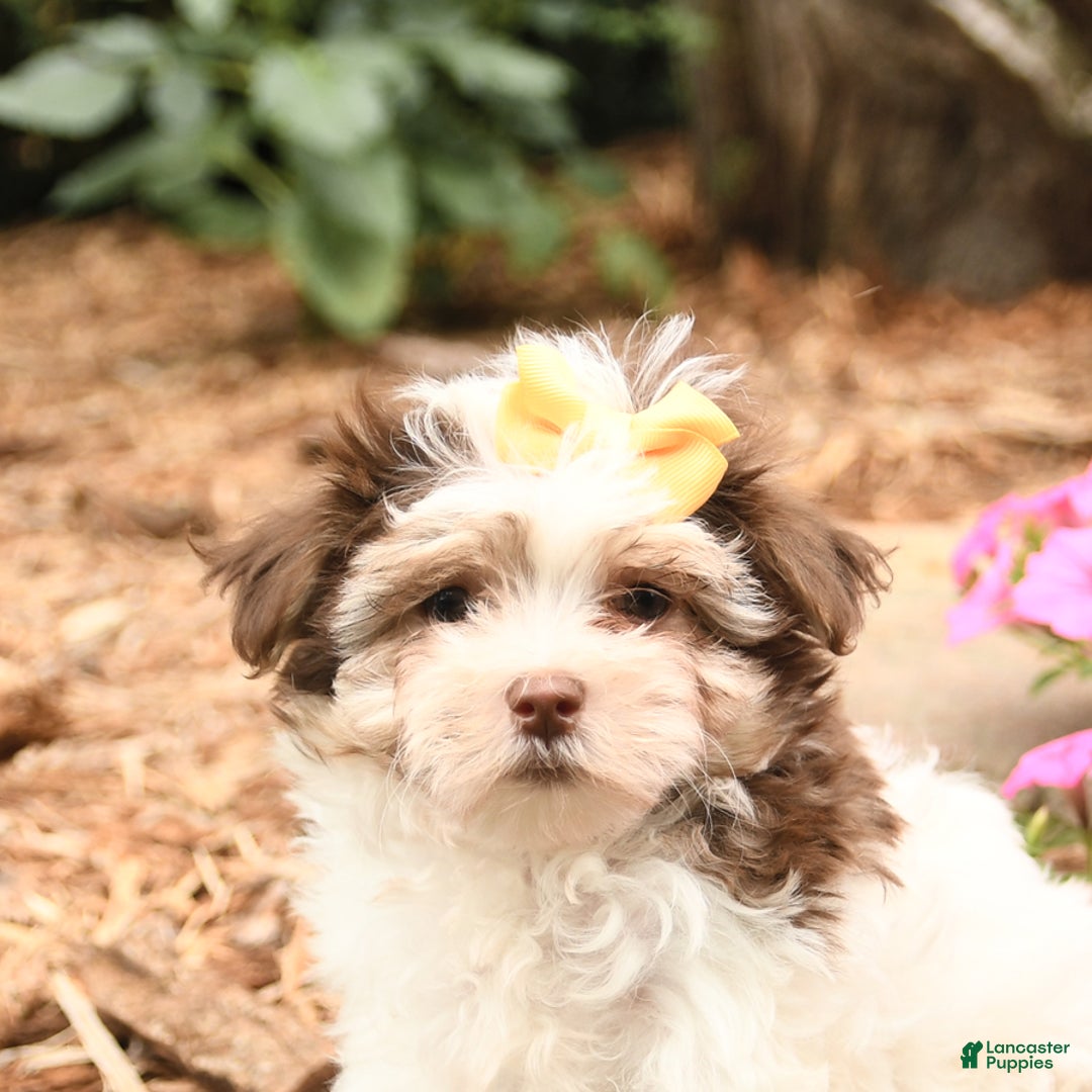 Maltese dogs for sale: Lucky - Image 2