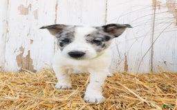 Australian Cattle Dog dogs for sale: Oreo - Image 2