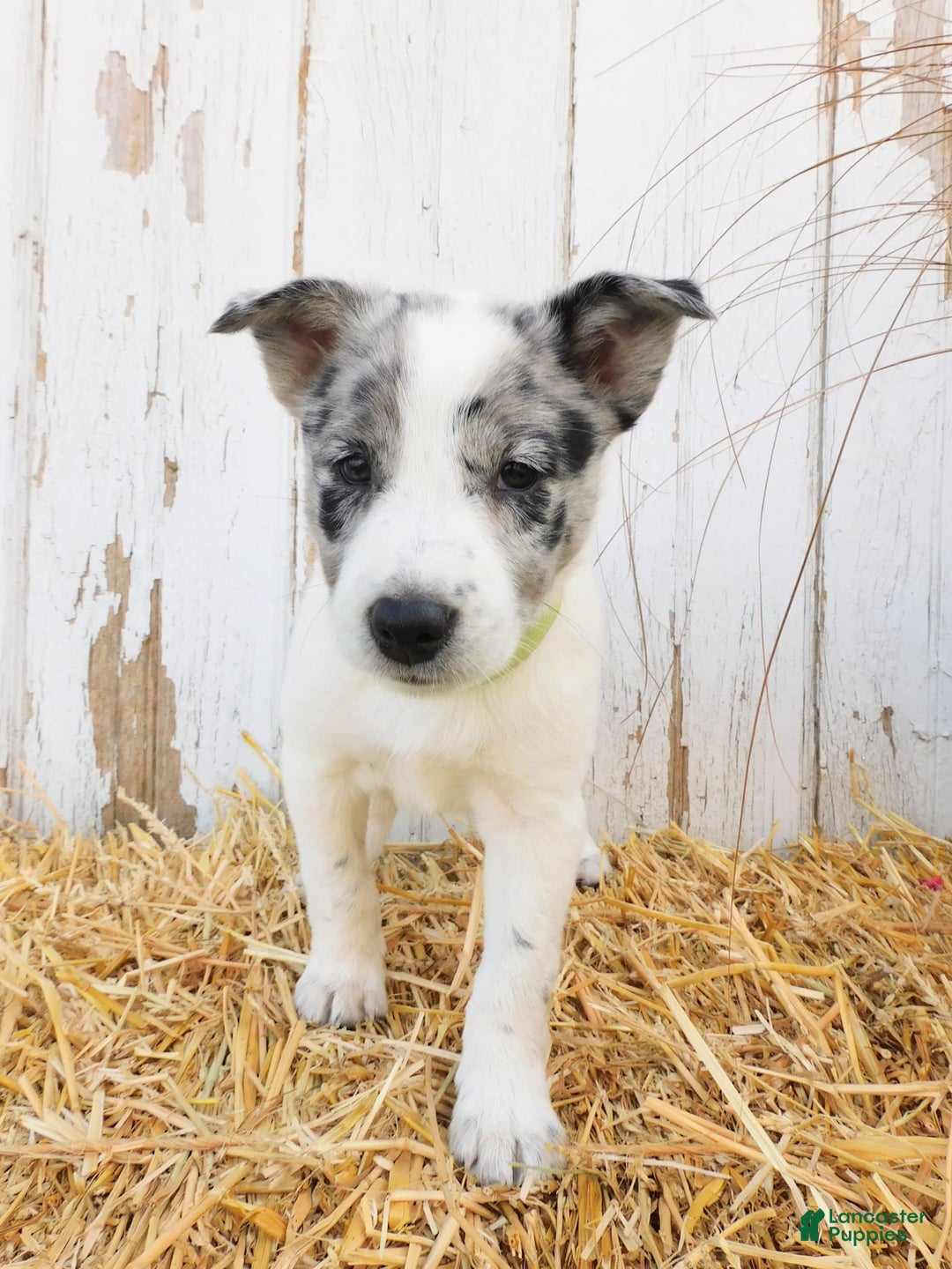 Australian Cattle Dog dogs for sale: Oreo - Image 2