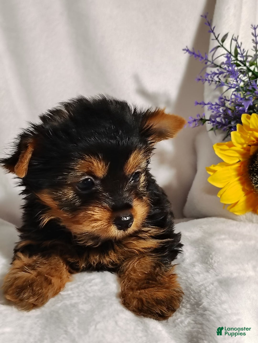 Yorkshire Terrier dogs for sale: Shep - Image 5