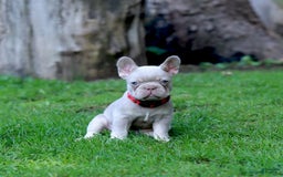 French Bulldog dogs for sale: Demi - Image 6