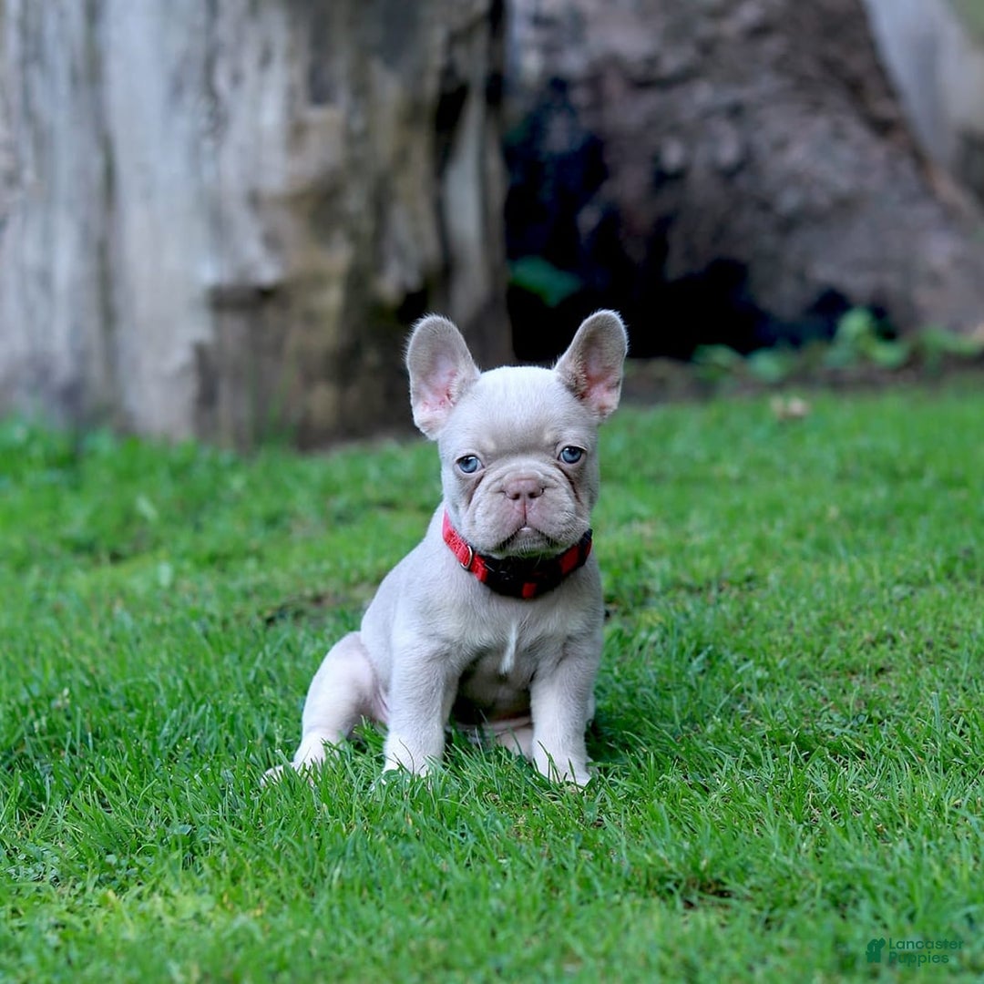 French Bulldog dogs for sale: Demi - Image 6
