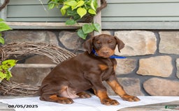 Doberman Pinscher dogs for sale: Royal - Image 1