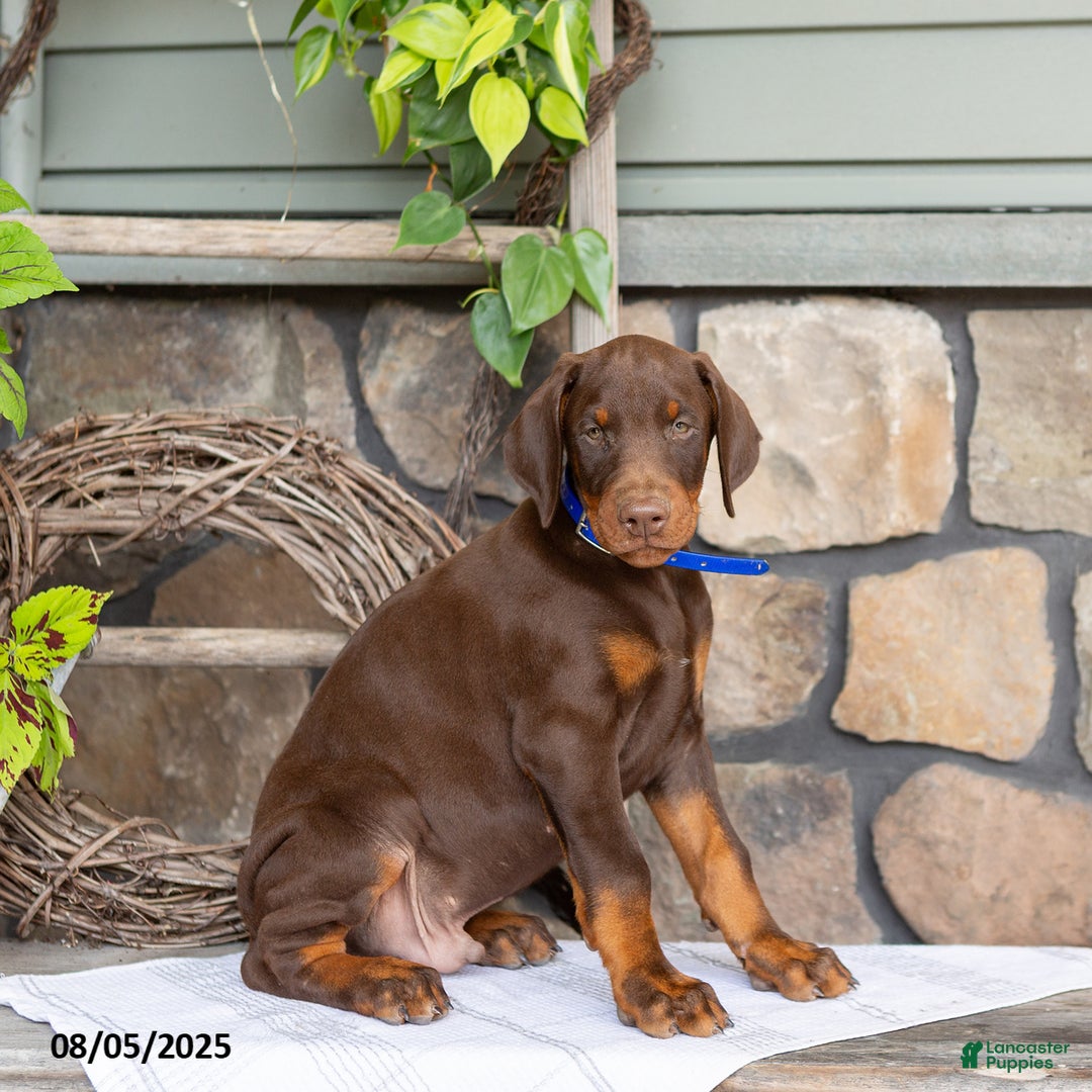 Doberman Pinscher dogs for sale: Royal - Image 1