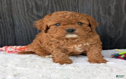 Cavapoo dogs for sale: Remi - Image 29