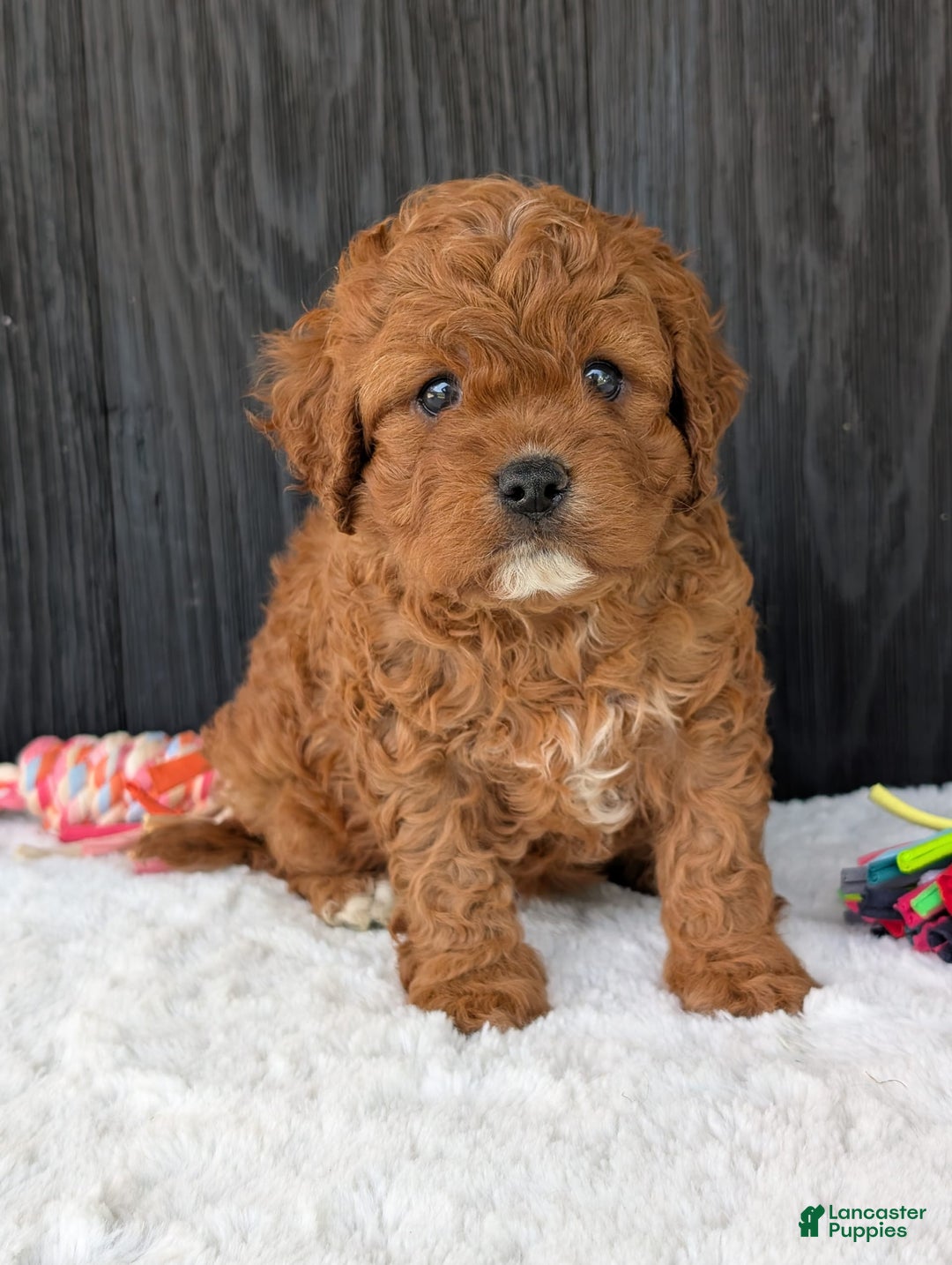 Cavapoo dogs for sale: Remi - Image 29