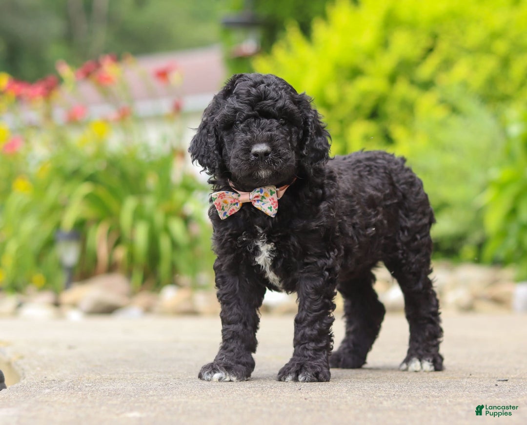 Newfypoo dogs for sale: Sasha - Image 1