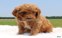 Irish Doodle dogs for sale: Vance - Image 3